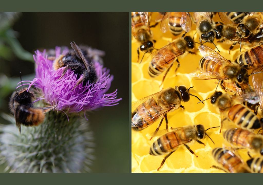 Abejorro versus abeja de miel Abejorro versus abeja de miel