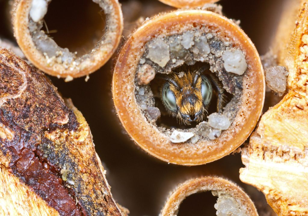 abelha rara; nativa, Austrália