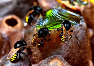 Abelha nativa do Brasil é a nova esperança para combater o mosquito da dengue