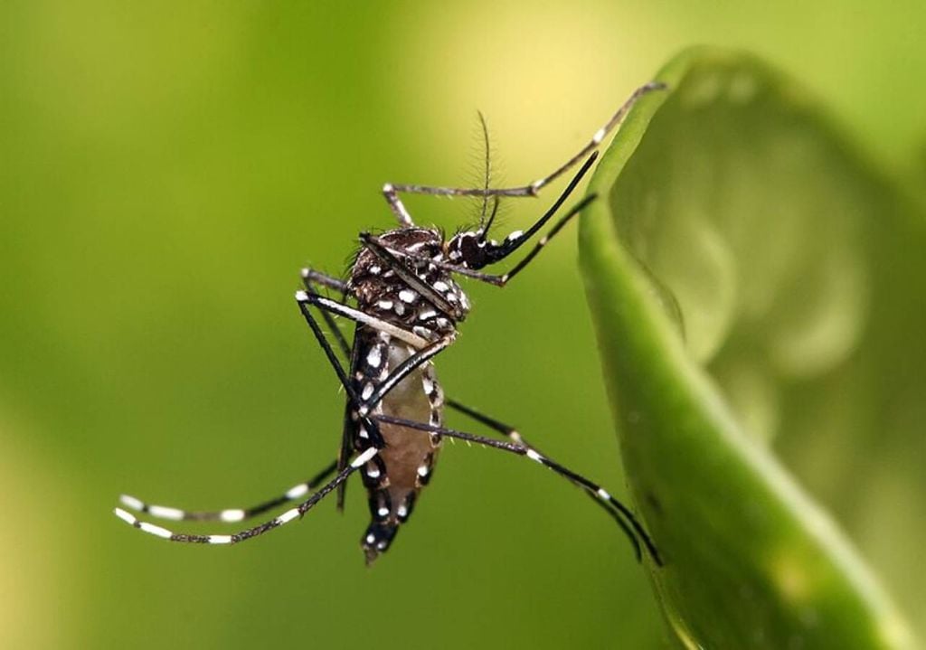 mosquito Aedes aegypti mosquito Aedes aegypti