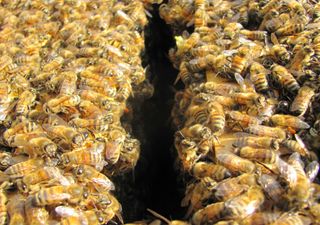 "Abejas buitres": cuando las abejas tienen un gusto por cosas muertas