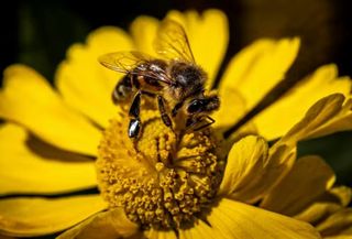 Las abejas de la Amazon&iacute;a peruana se convierten en los primeros insectos en obtener derechos legales