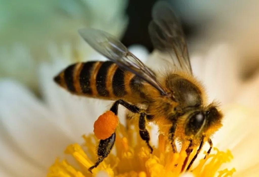 Experimentos indicaram que até o cérebro minúsculo de uma abelha pode lidar com problemas matemáticos Experimentos indicaram que até o cérebro minúsculo de uma abelha pode lidar com problemas matemáticos. Crédito: iStock