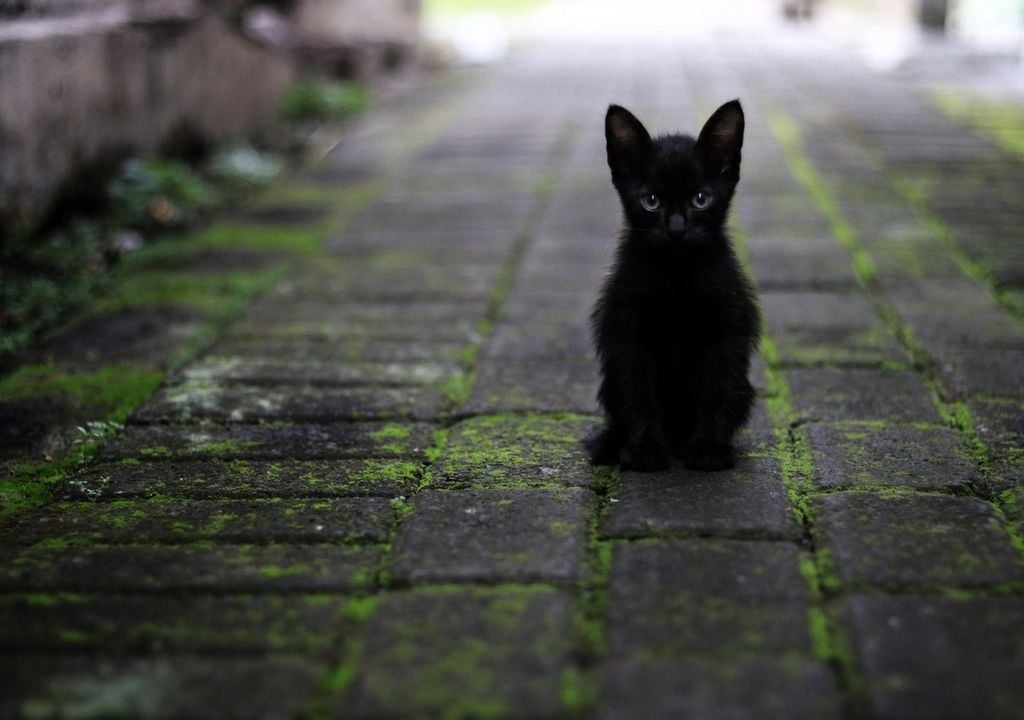 Schwarze Katze