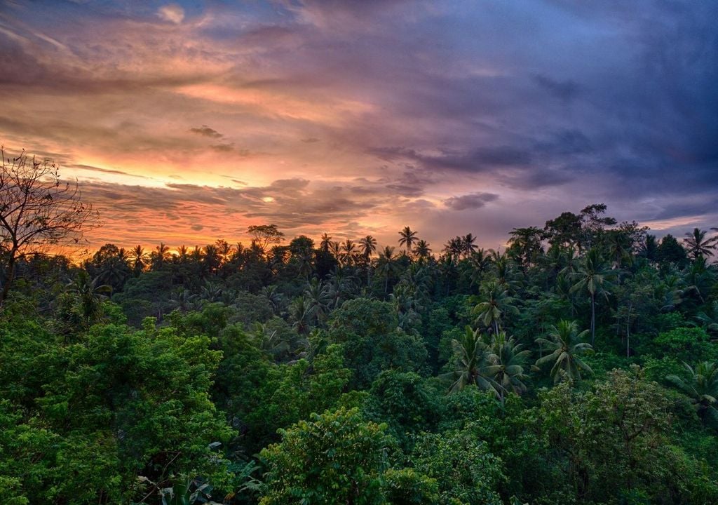 Wenn die Bäume verschwänden, würden durch die mangelnde Luftfeuchtigkeit auch regenfreie Phasen zunehmen. Bild: Lightscape/Unsplash