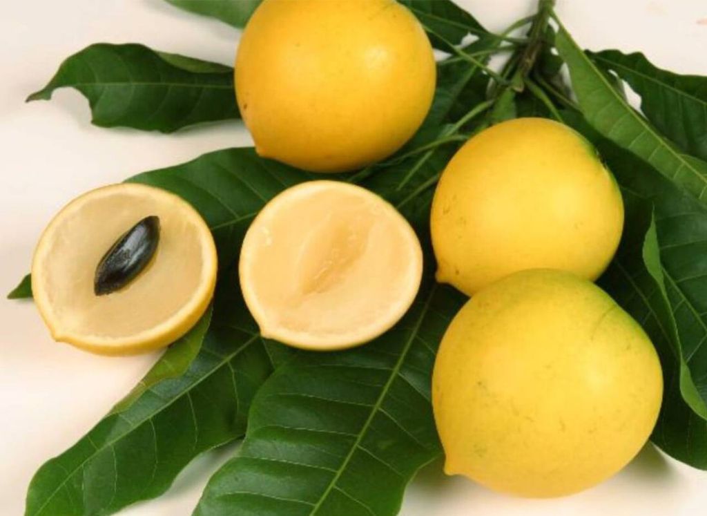 abiu, fruta, Amazônia