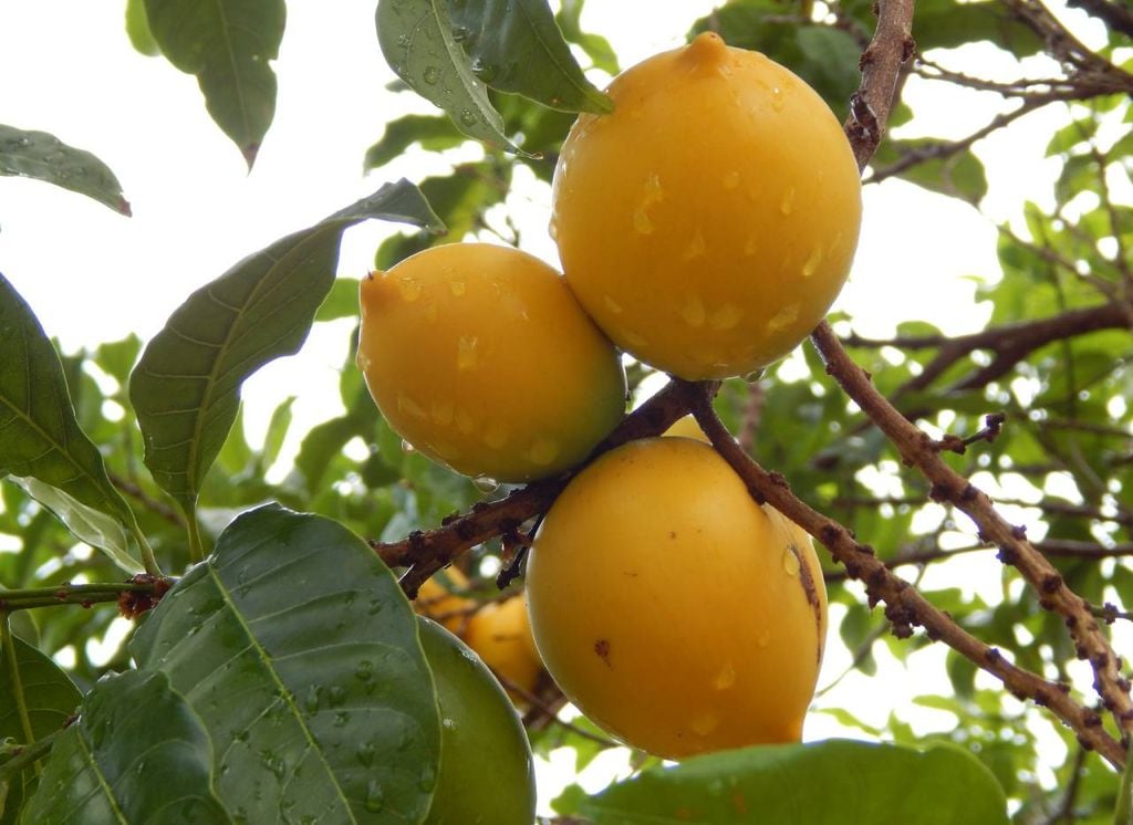 fruta abiu fruta abiu