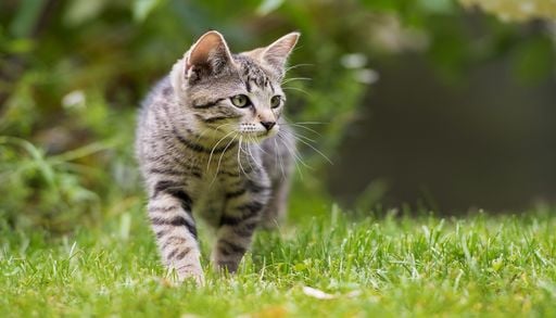 Abk&uuml;hlung durch Wassermelone: F&uuml;r Katzen kann das gef&auml;hrlich sein