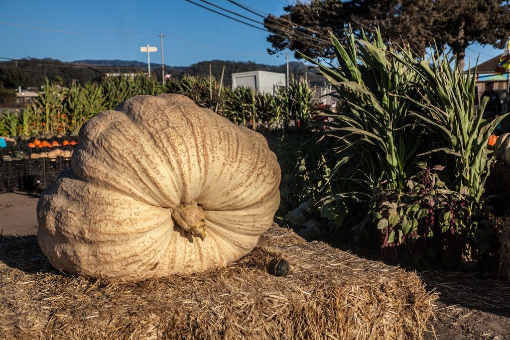 Abóbora, gigante