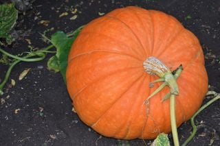 Abóbora gigante de 1 tonelada: a ciência, manejo e curiosidades por trás dos recordes