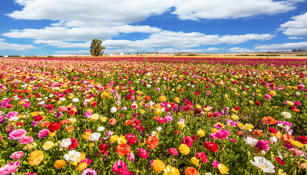 Las lluvias de abril en el hemisferio norte impulsan la floración y el crecimiento de cultivos, dando origen al refrán “abril, lluvias mil”, asociado a la vida y la abundancia.