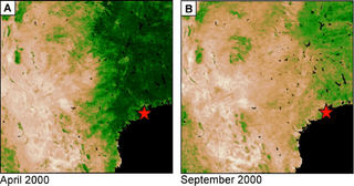 Absorción de CO2 por la vegetación sobreestimada por los satélites