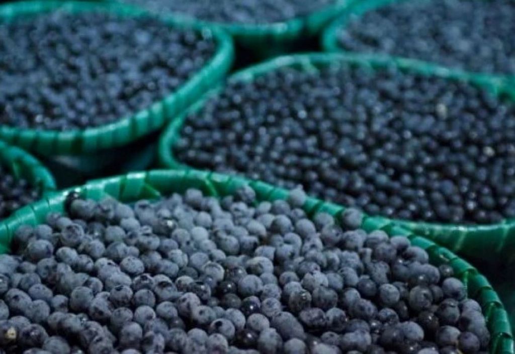 Açaí teria capacidade de aumentar o desejo e o desempenho sexual Açaí teria capacidade de aumentar o desejo e o desempenho sexual