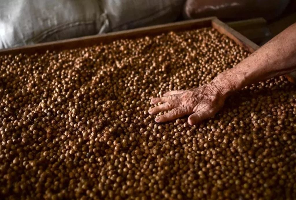 Las semillas de açaí se utilizan para elaborar productos sostenibles Las semillas de açaí se utilizan para elaborar productos sostenibles