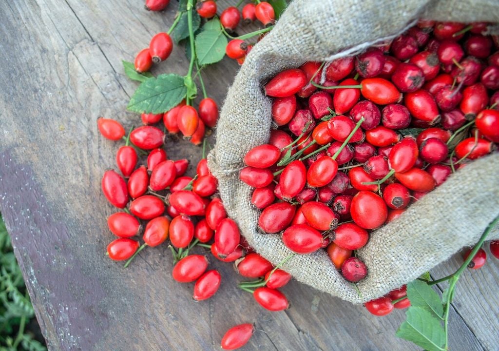La recolección artesanal permite seleccionar solo los frutos más sanos para obtener un aceite de mejor calidad.