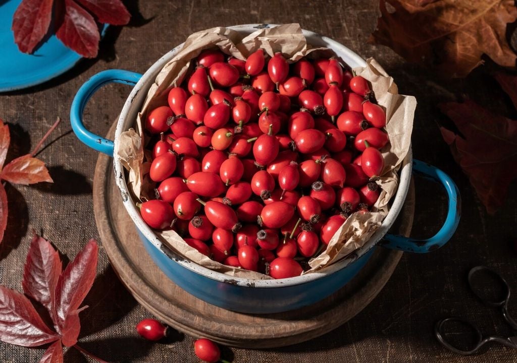 Recolectar los frutos de rosa mosqueta es el primer paso para elaborar un aceite natural y lleno de propiedades.