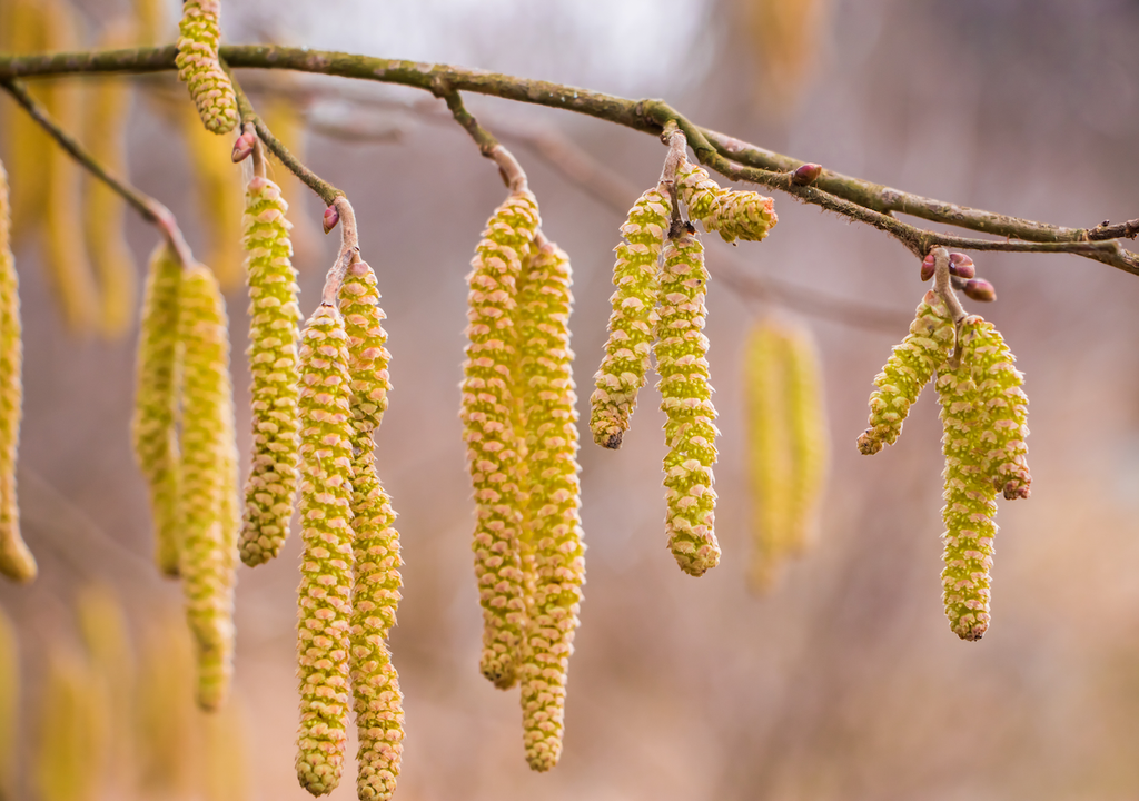Hasel, Erle, Pollen, Heuschnupfen Hasel, Erle, Pollen, Heuschnupfen
