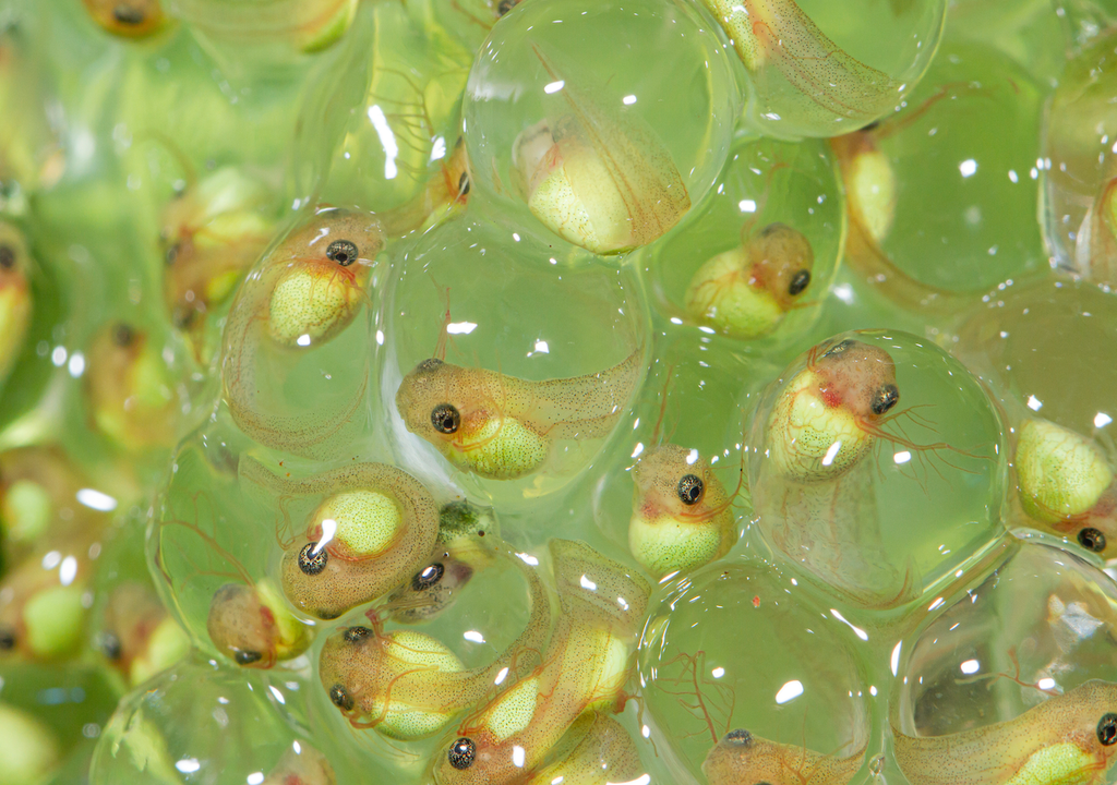 Laichzeit, Amphibien, Reise, Laichplätzen, Naturwunder Laichzeit, Amphibien, Reise, Laichplätzen, Naturwunder