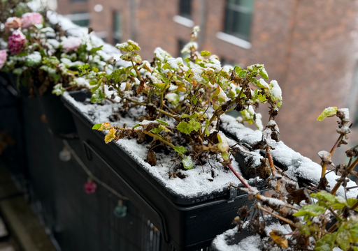Achtung Frost! So retten Sie empfindliche Pflanzen  jetzt rechtzeitig ins  Warme bringen, bevor sie erfrieren