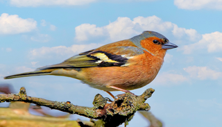 Achtung G&auml;rtner: Vogelf&uuml;tterung im Fr&uuml;hling stoppen!Trichomonose breitet sich in der Brutzeit &uuml;ber Futterstellen aus