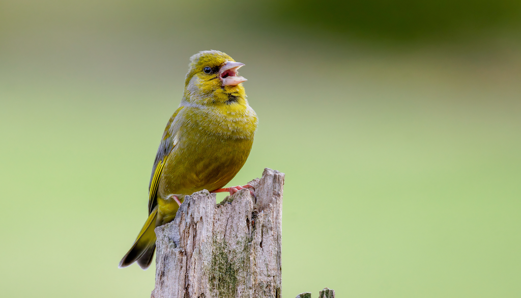 Der große Leidtragende: Der Grünfink ist eine Schlüsselart des Ausbruchs; seine Bestände sind seit der Trichomonose-Epidemie um etwa zwei Drittel zurückgegangen und er treibt die Verbreitung des Erregers in Gärten stark voran.