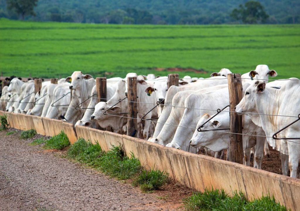 As carnes bovina, suína e de aves, o açúcar, o etanol, o arroz, o mel, o milho e o sorgo serão as culturas mais prejudicadas do lado europeu com a entrada em vigor do acordo UE-Mercosul.