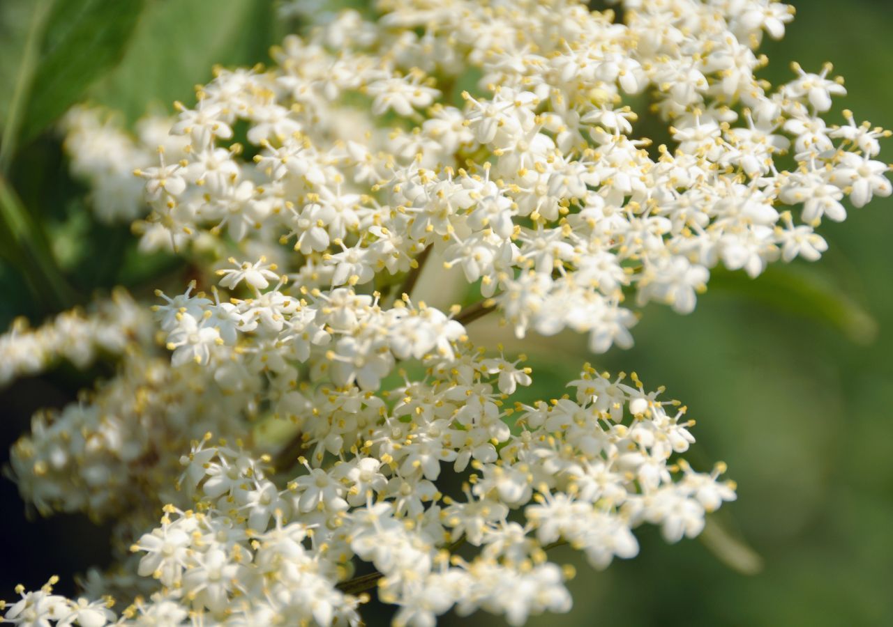 Acqua di San Giovanni: cos’è, come si fa e perché si raccolgono fiori