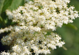 Acqua di San Giovanni: cos’è, come si fa e perché si raccolgono fiori nella notte del 24 giugno 