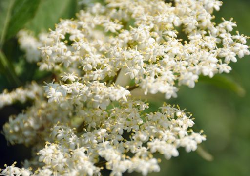 Come si forma l'arcobaleno e quanti colori ha?