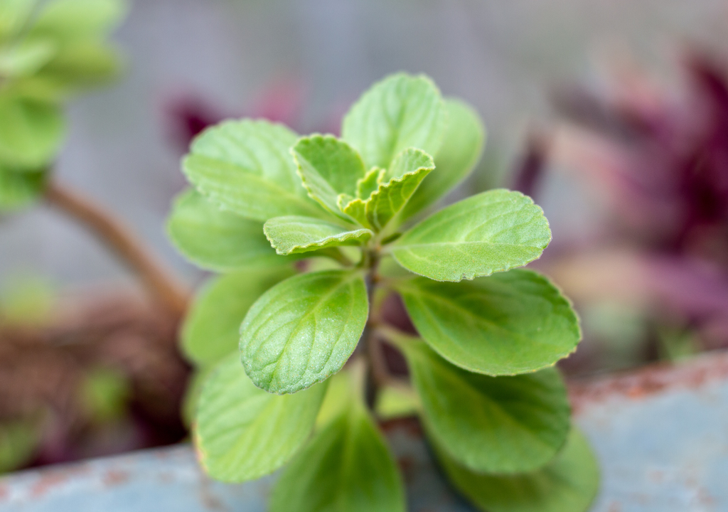 Infusiones digestivas, Meteored, Chile Infusiones digestivas, Meteored, Chile