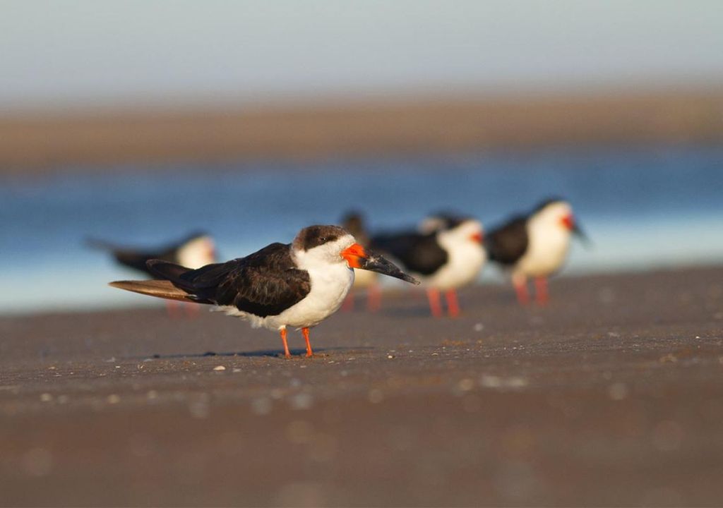 avistamiento de aves en la provincia de Buenos Aires