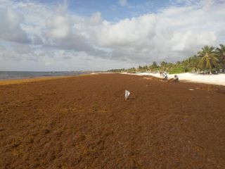 Actividades humanas detrás del crecimiento del sargazo en el Caribe