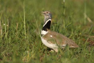 Actividades lúdicas, estres de las aves y fines de semana