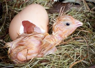 Things to do with kids: from eggs to chicken!  Our guide to raising chickens at home this weekend!