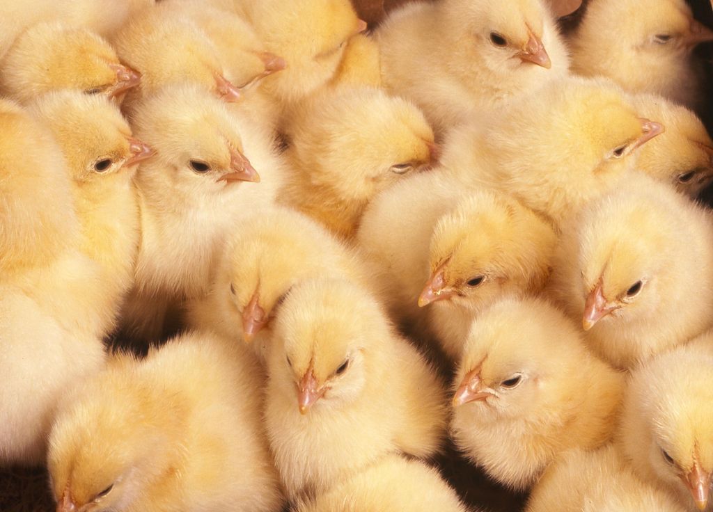 Voici la phrase corrigée : Les petits poussins pourront sortir de la couveuse 24 heures après leur éclosion.