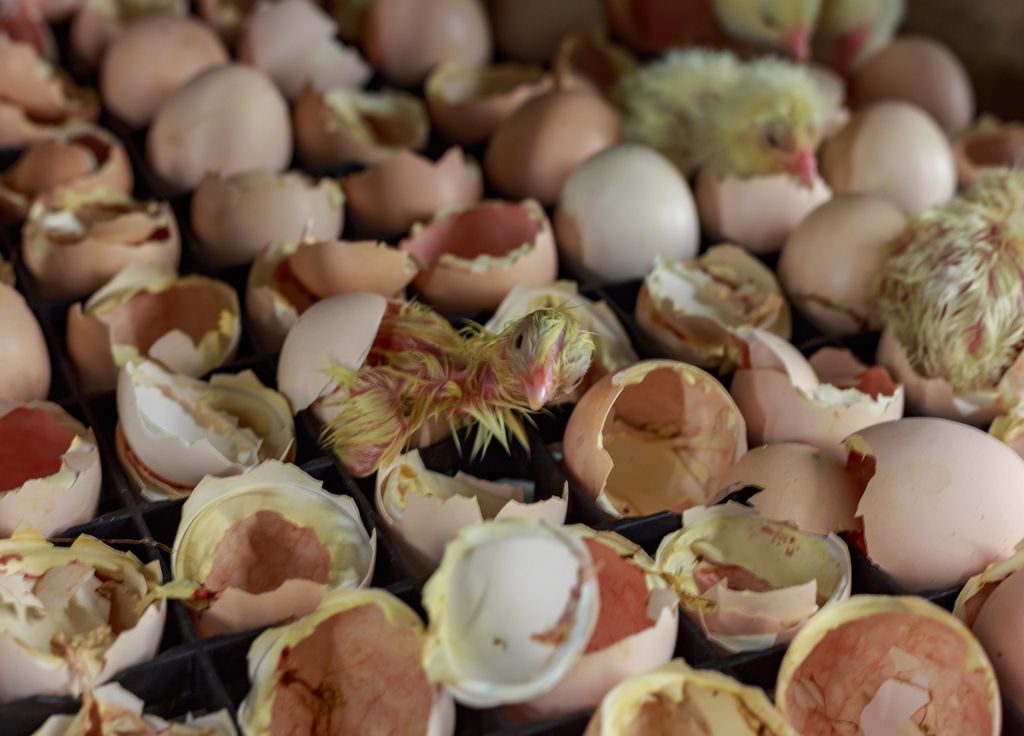 Le processus d'incubation dure 21 jours.