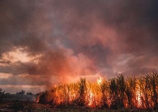 Seca e incêndios deixam em risco a produção de açúcar e de etanol, segundo Cepea