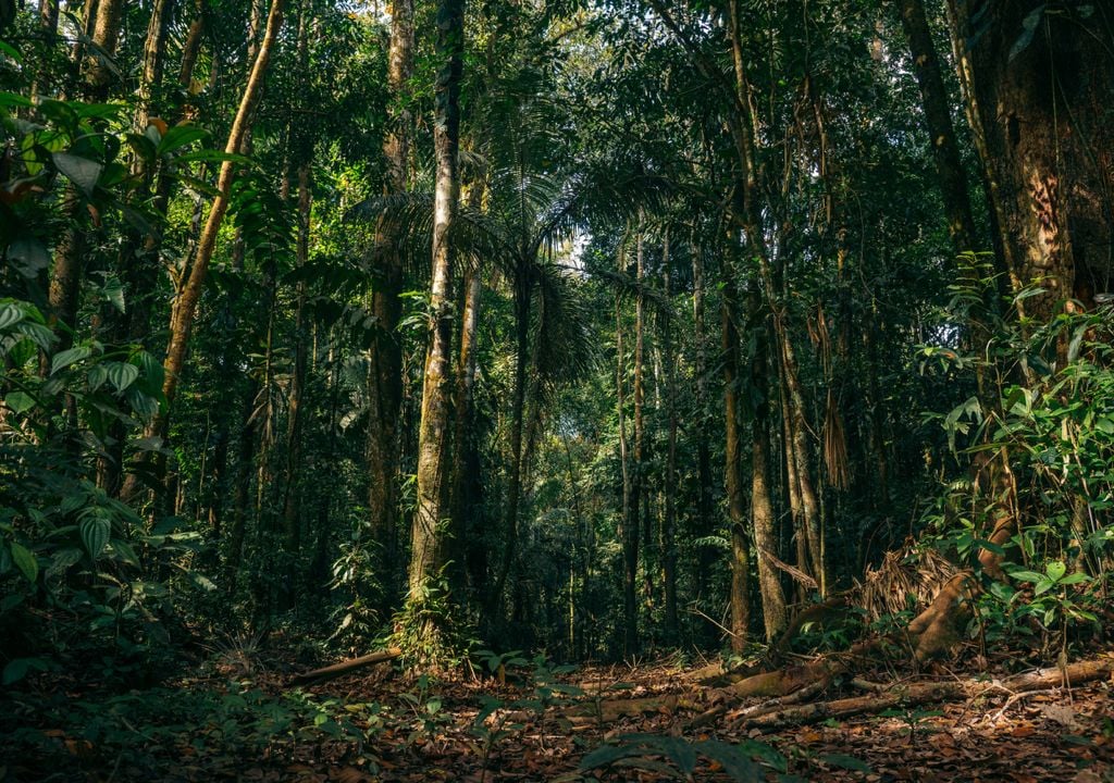 Impacto do calor excessivo faz a floresta amazônica mudar seu funcionamento para conseguir sobreviver. Foto: Adobe Stock