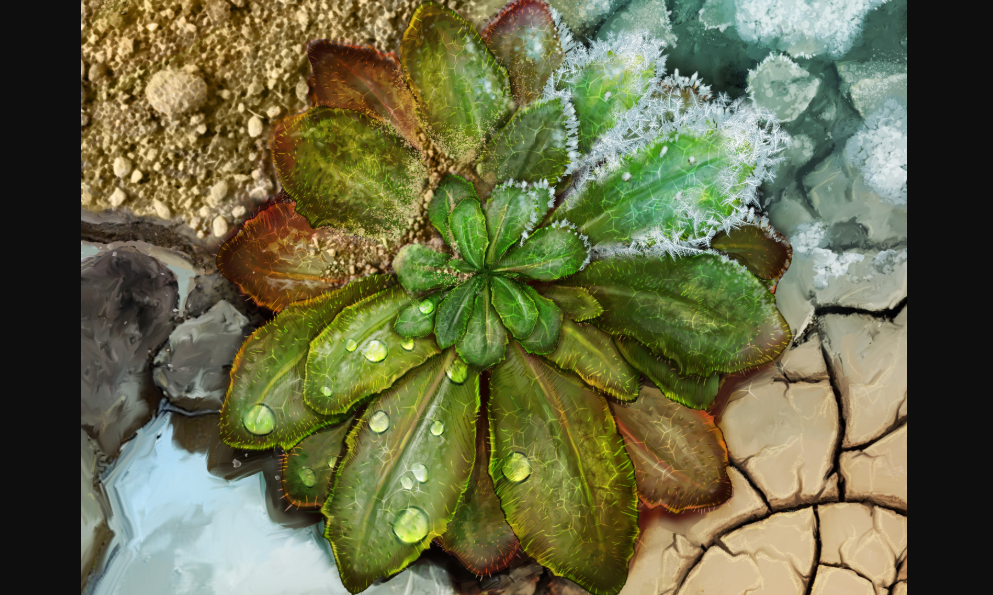 Reproducción artística de una Arabidopsis Thaliana/Emma Vidal para Moisés Expósito Alonso.