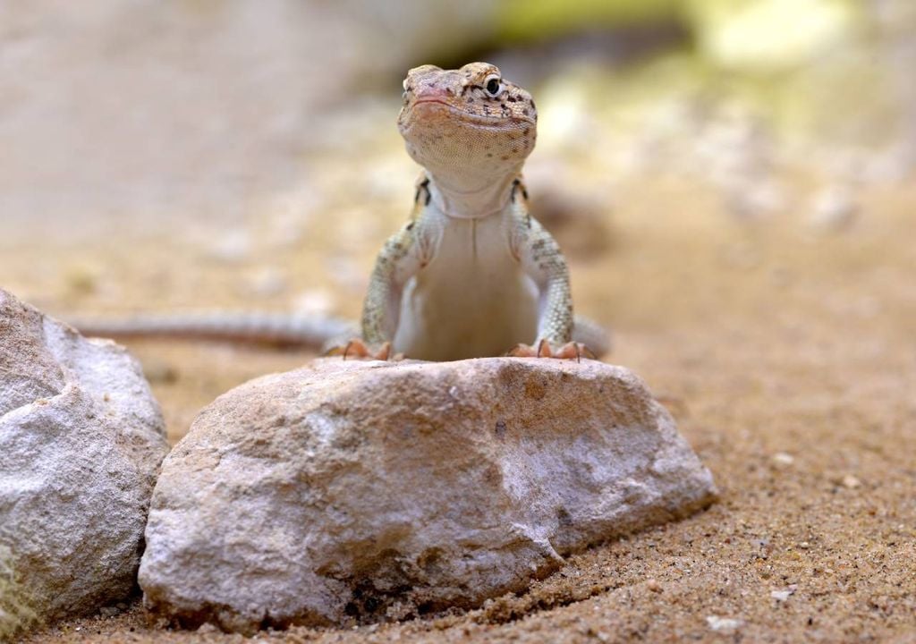 Lagarto