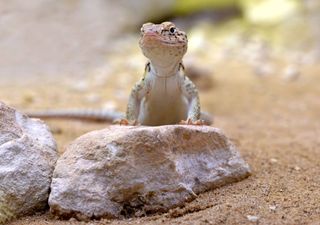 Adaptações dos lagartos ao fogo: lições para a proteção da biodiversidade