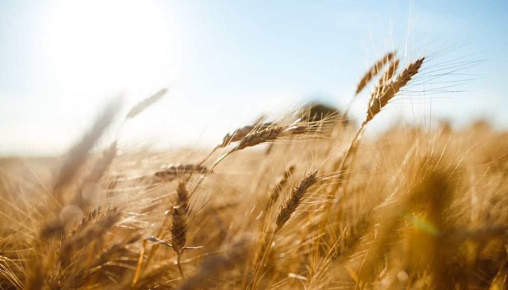 Les évènements météorologiques bouleversent l'agriculture française. Les évènements météorologiques bouleversent l'agriculture française.