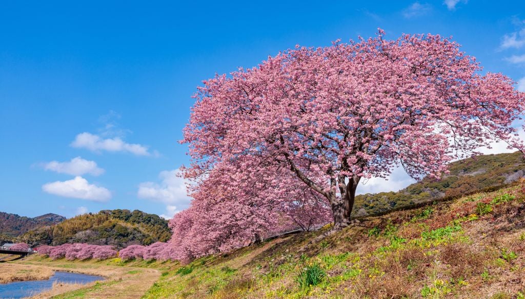 A cerejeira japonesa, com mais de 1.000 anos de dados, permite a análise das variações sazonais da temperatura em escalas de tempo enormes.