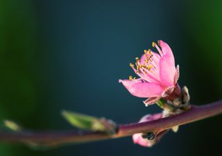 Hoje damos as boas-vindas à primavera 2022: equinócio e curiosidades