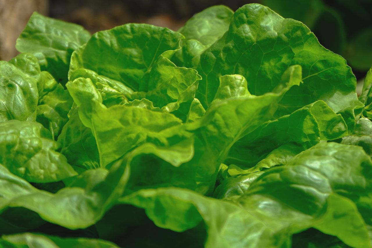 La lechuga también vuelve a crecer a partir del tallo.