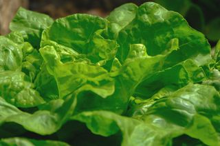 Adiós al supermercado: las verduras de siempre son sostenibles