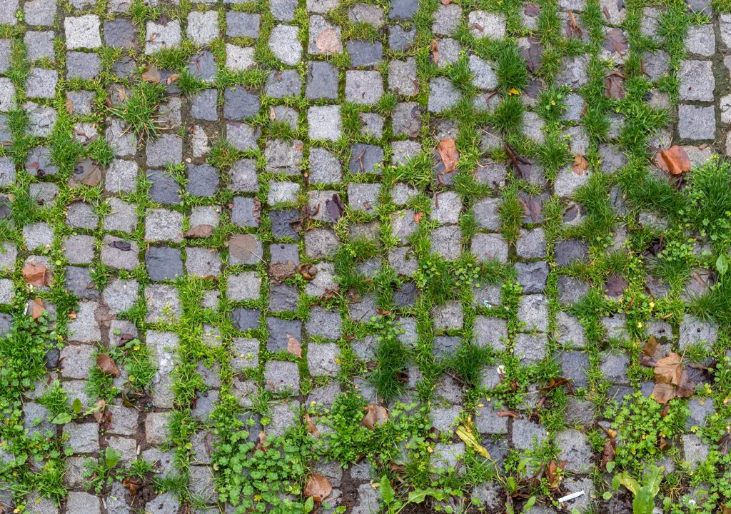 Las malas hierbas pueden crecer y disminuir la belleza de tú jardín.