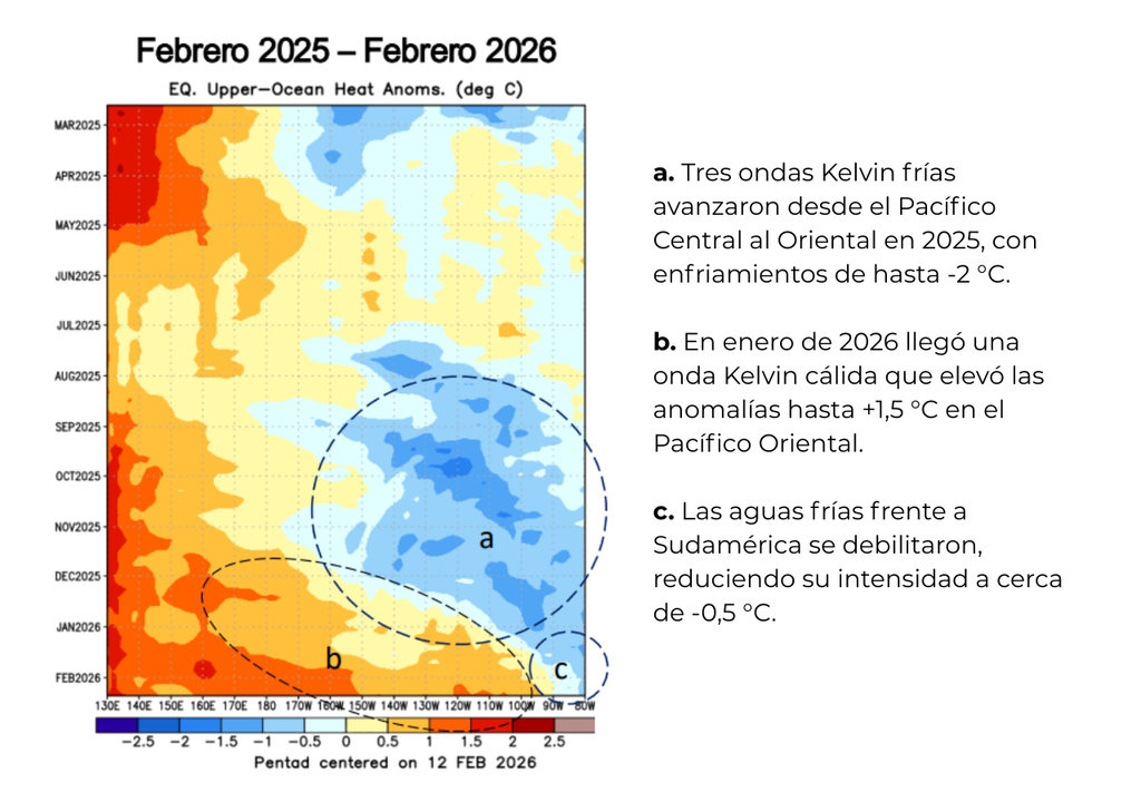 Ondas Kelvin ecuatoriales alternaron fases frías y cálidas entre 2025 y comienzos de 2026, mostrando el reciente ingreso de una señal cálida hacia el Pacífico Oriental y el debilitamiento de anomalías frías frente a Sudamérica. Crédito: NOAA/CPC – CIIFEN.