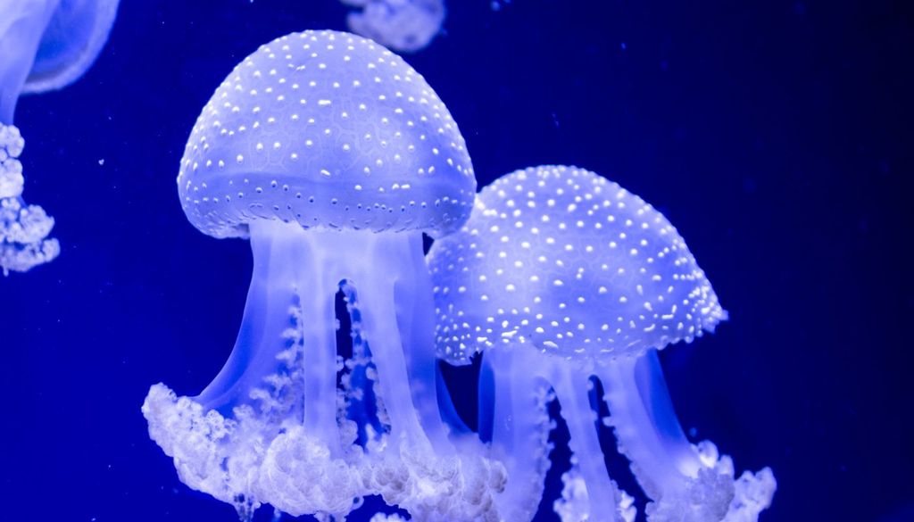 Medusas Las medusas se desplazan gracias a una serie de pulsaciones que realizan con su umbrela