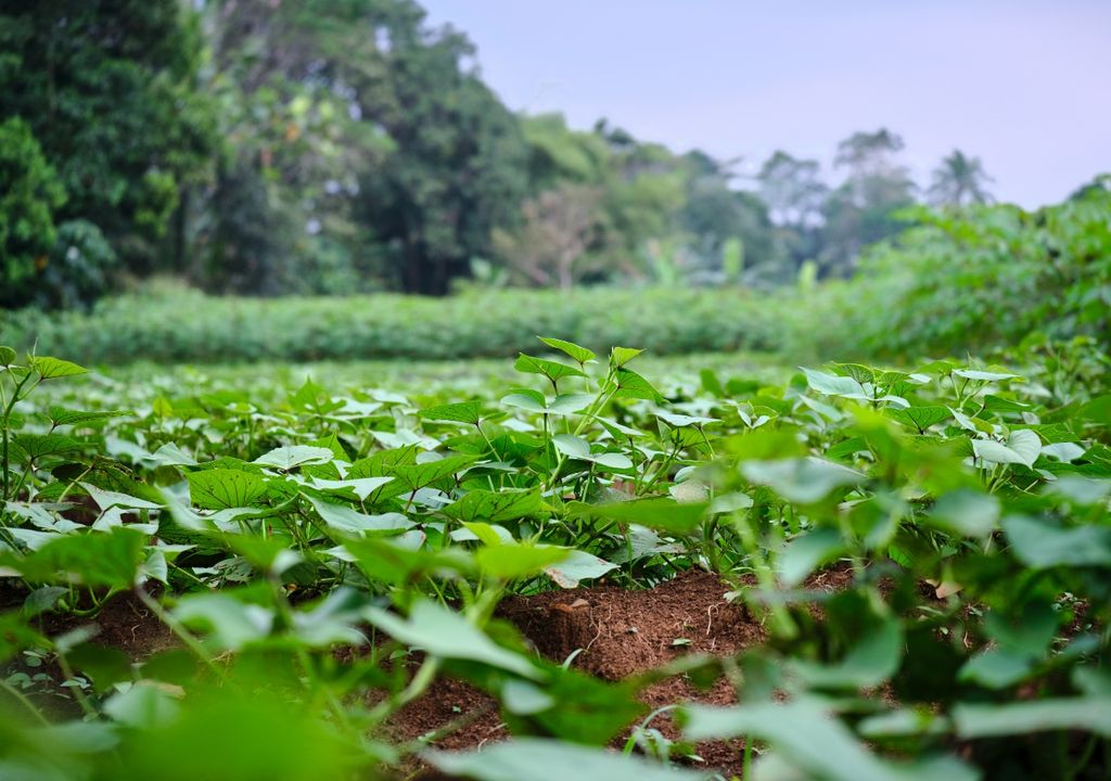 plantacion plantacion
